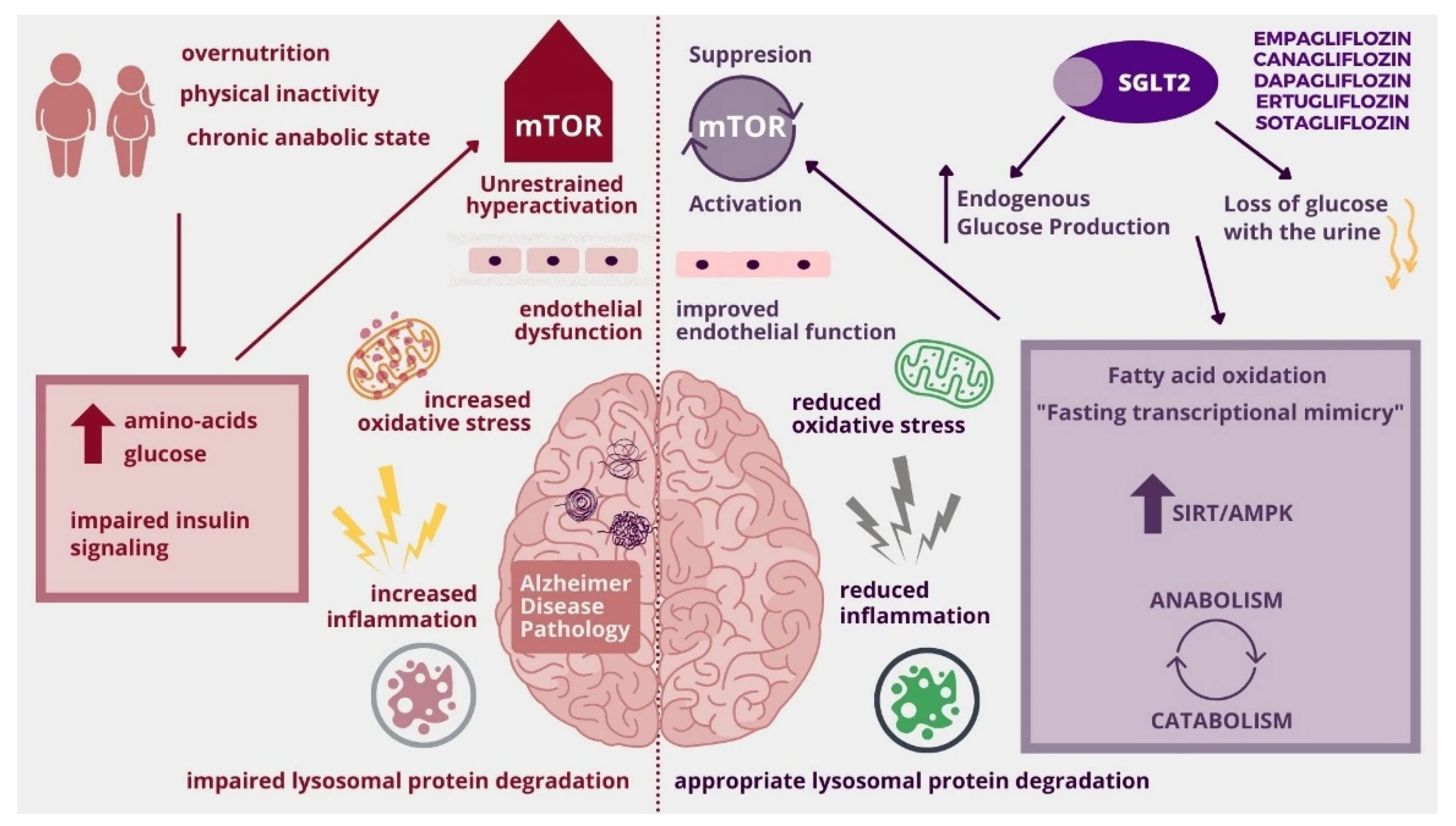 Use https doi org. MTOR И воспаление. MTOR ингибиторы. AMPK. ISGLT 2 mechanism.