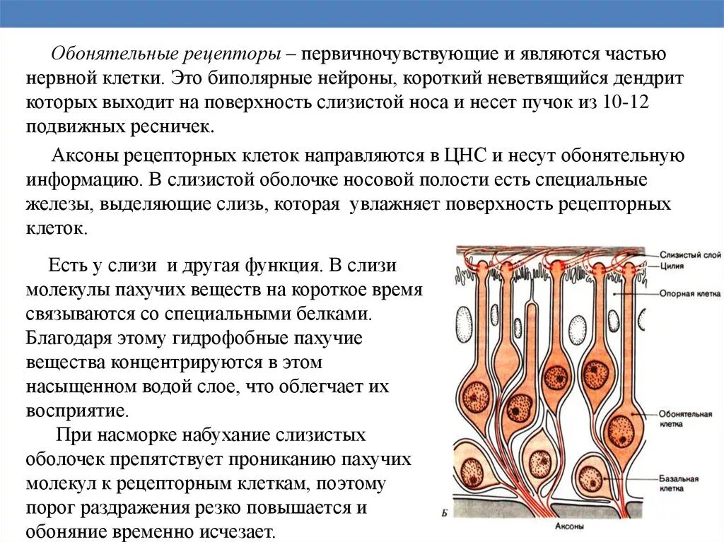 Схема строения обонятельных рецепторов. Клеточное строение обонятельного рецептора. Рецепторы обонятельного эпителия воспринимают. Обонятельные рецепторы и поддерживающие клетки схема. Обонятельные рецепторные клетки