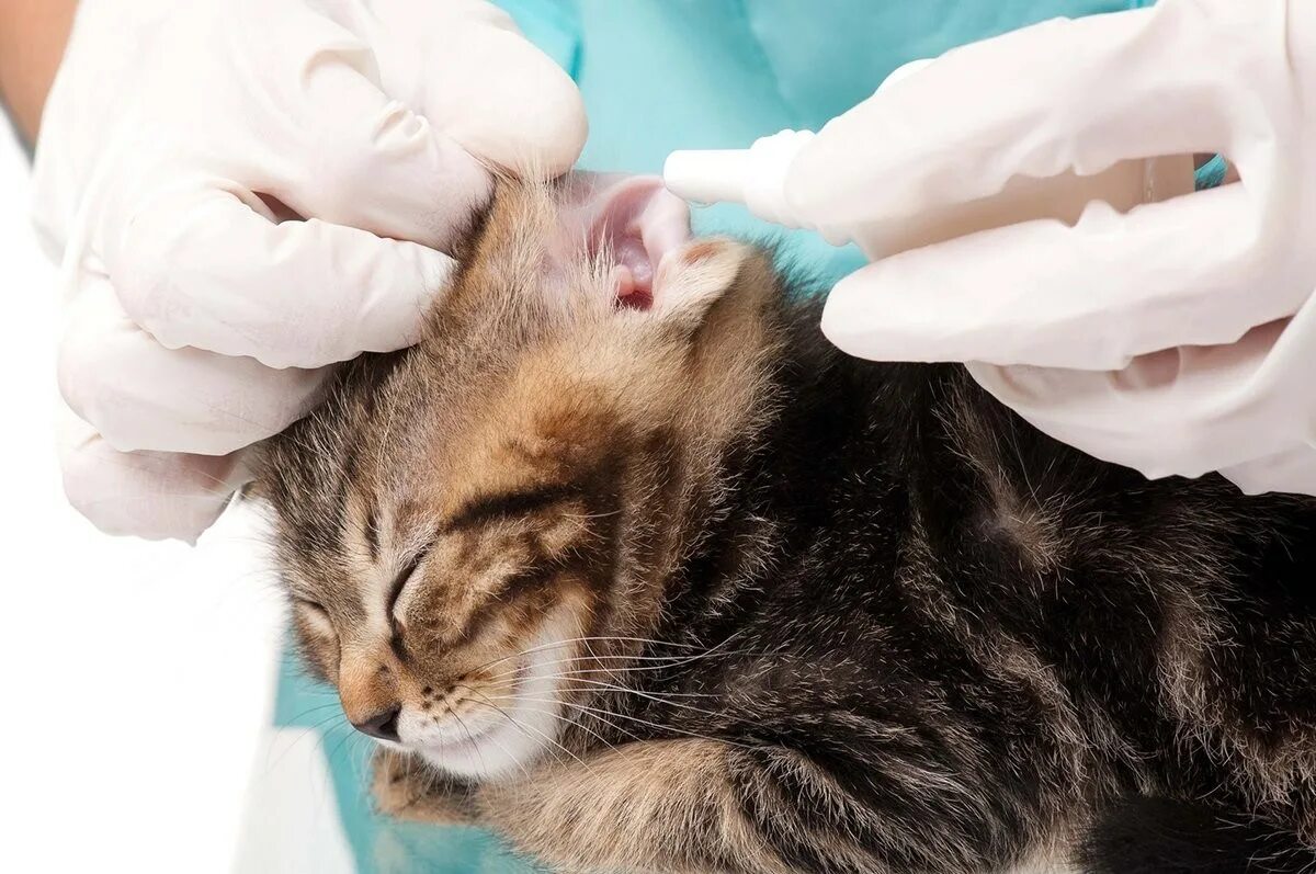 Почему котенок чешет
