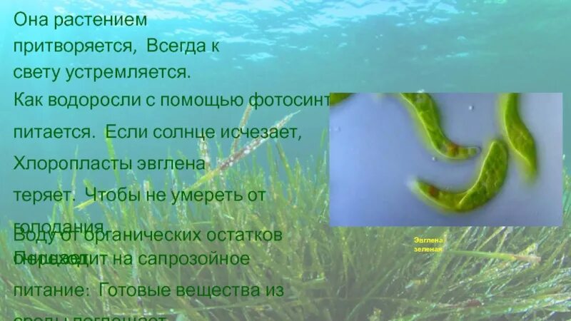 Эвглена зеленая водоросль. Цветение воды эвглена зеленая. Эвглена зеленая в аквариуме. Поглощают воду водоросли.