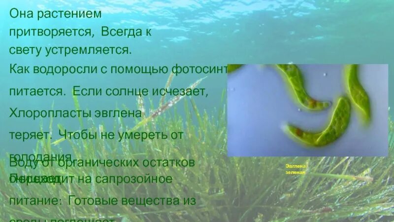 Водоросли поглощают воду