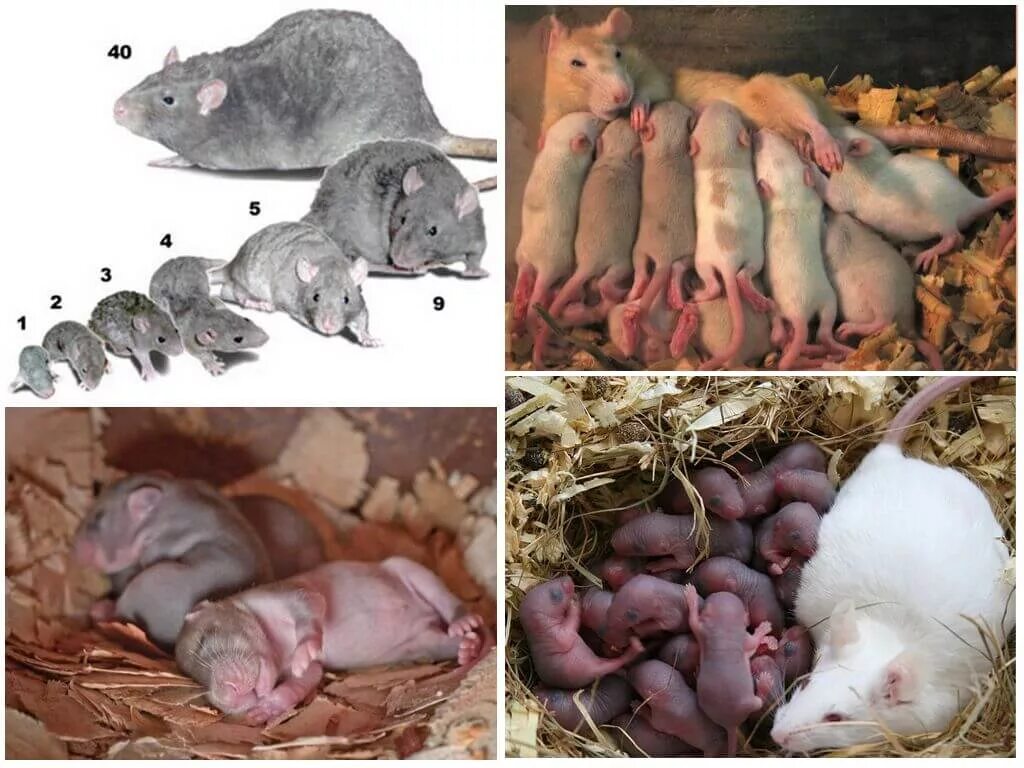 Развитие мышей. Размножение грызунов. Грызуны размножение.