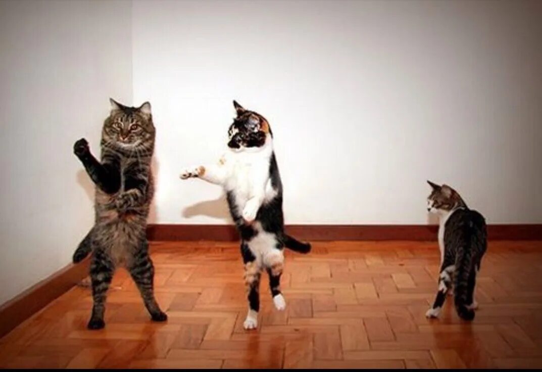 Коты танцуют. Танцующий кот. Танец кошек музыка. Танец кошки. Коты танцуют.
