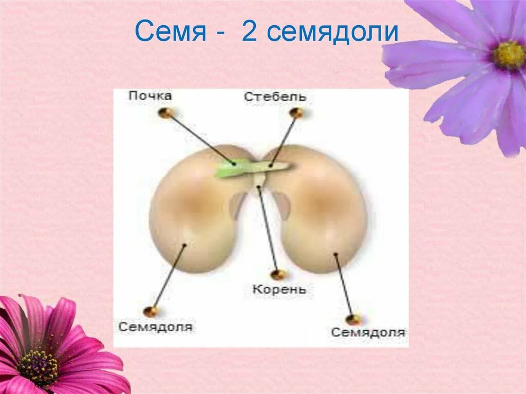 Строение плода розоцветных растений. Семейство розоцветные размножение. Травы семейство растений розоцветных. Строение семени розоцветных. Строение цветка растений семейства розоцветных.