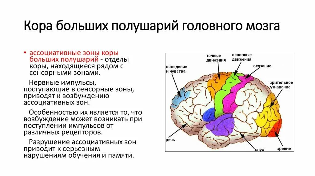 Передние отделы коры выполняют функции. Локализация функций в коре полушарий мозга. Корковые центры коры головного мозга. Формирование ощущения в коре головного мозга..