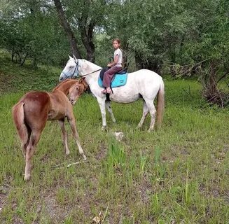 Лошади самаре