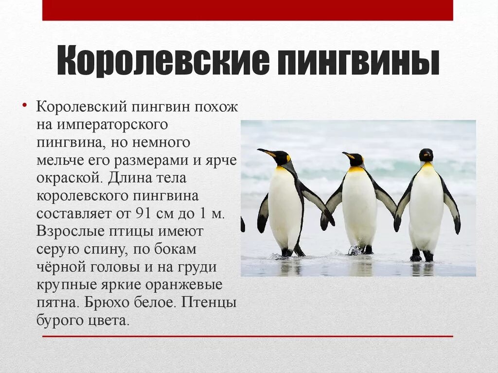 Описание пингвина. Сведения о пингвинах. Королевский Пингвин факты. Интересные факты о пингвинах. Значение пингвинов в природе