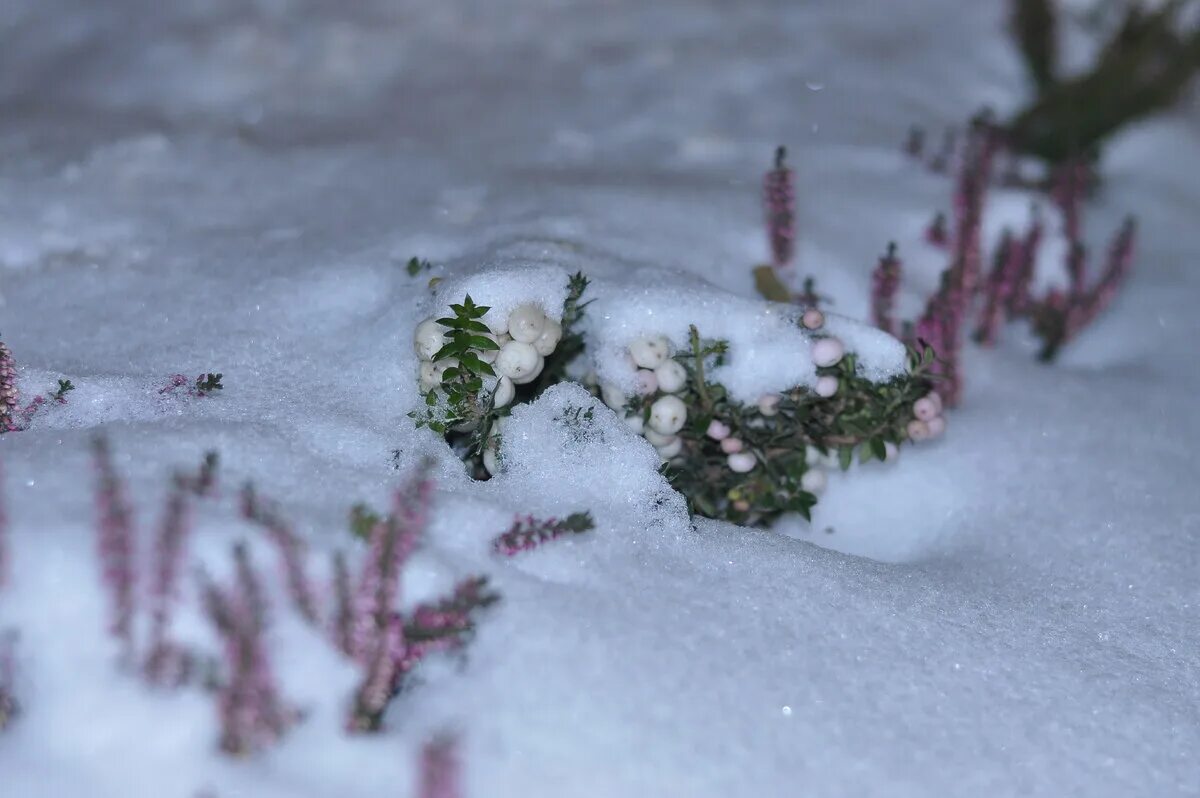 В сугробе тепло снег один. Цветы из под снега. Растения под снегом. Вереск в снегу. Вереск зимой.