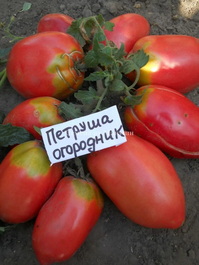 Семена томат Петруша-огородник. Семена помидор Петруша огородник. Томат Петруша огородник розовый.