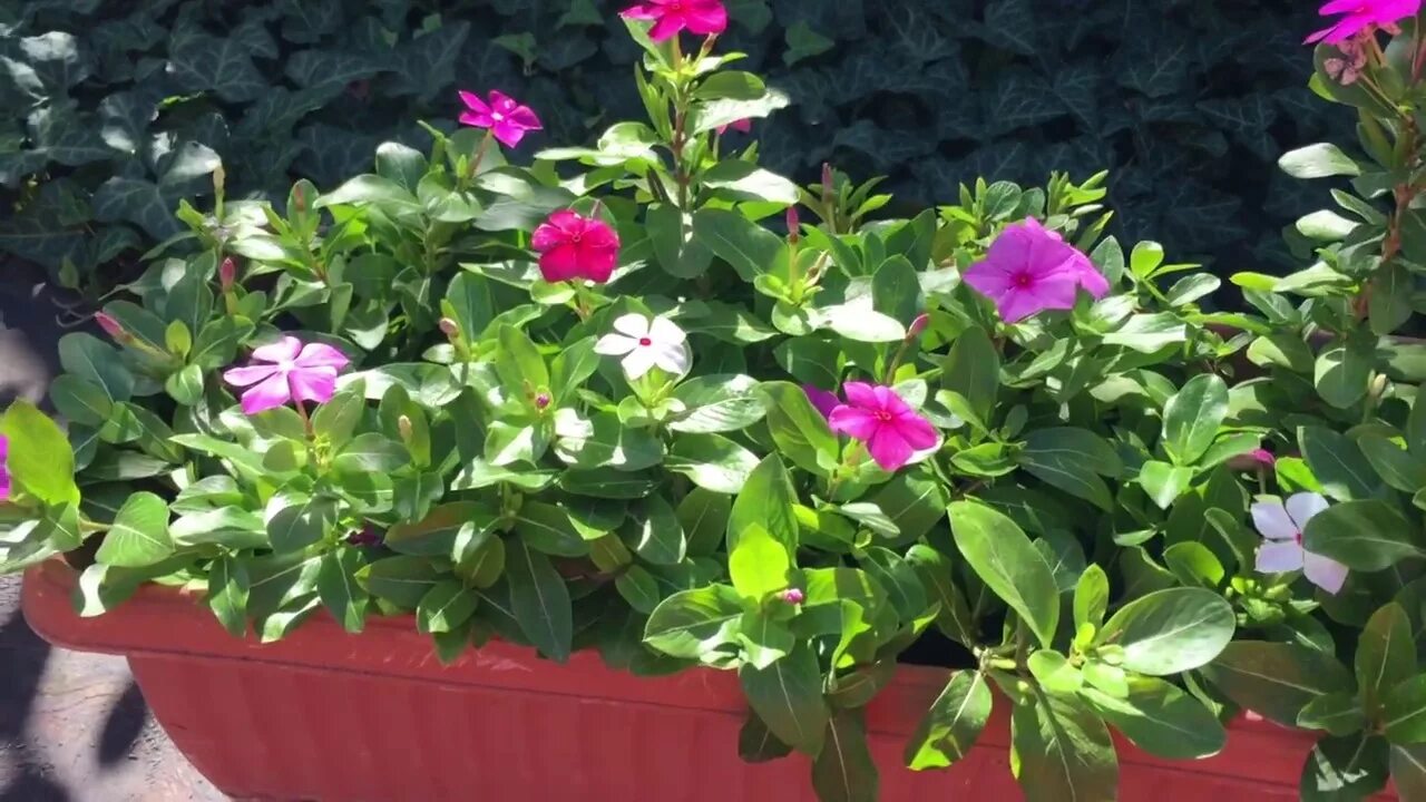 Катарантус цветок. Как сажать катарантус. Катарантус аристократ. Как сажать катарантус. Барвинок розовый катарантус.