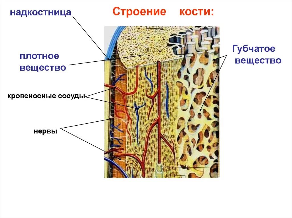 Трубчатая костная ткань. Внутреннее строение кости компактное вещество. Строение компактного вещества трубчатой кости. Морфологическое строение кости. Кость строение надкостница.