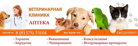 Друг вет