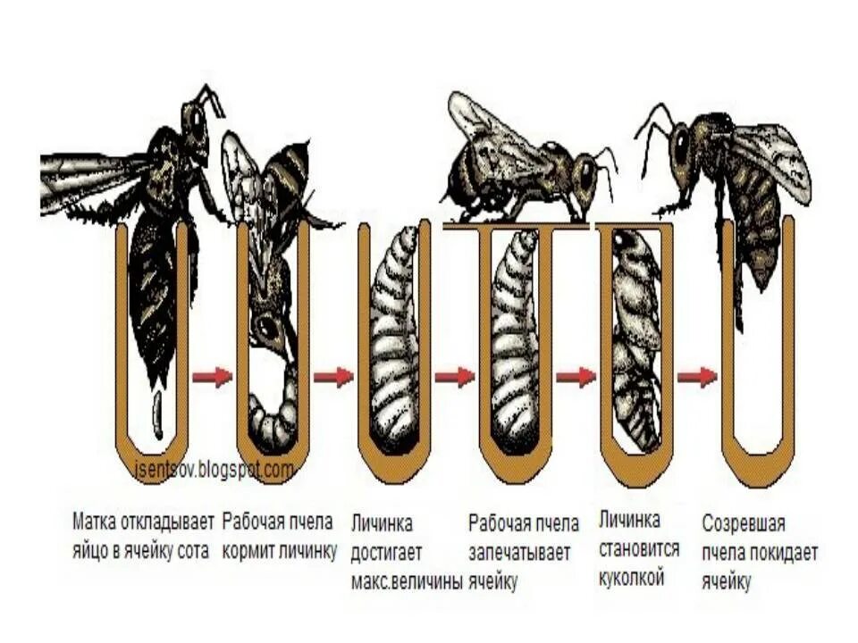 Цикл развития пчелы. Стадии развития личинки пчелы по дням. Жизненный цикл матки пчелы. Онтогенез пчелы медоносной.