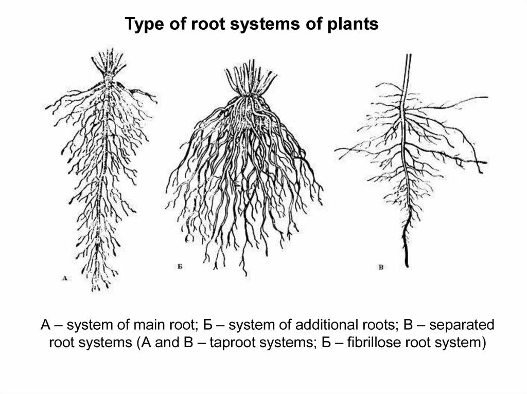 Корни малоструктурные что значит. Типы корневых систем стержневая мочковатая смешанная. Корневая система стержневого типа. Смешанная корневая система. Метаморфозы корня у мочковатой корневой.