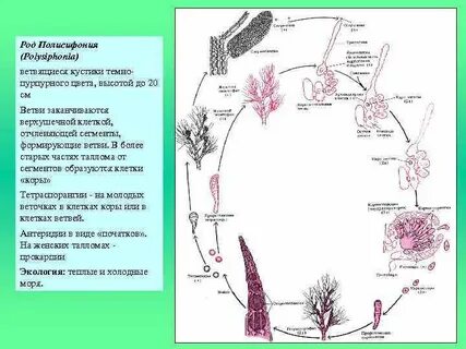 Жизненный цикл красных водорослей