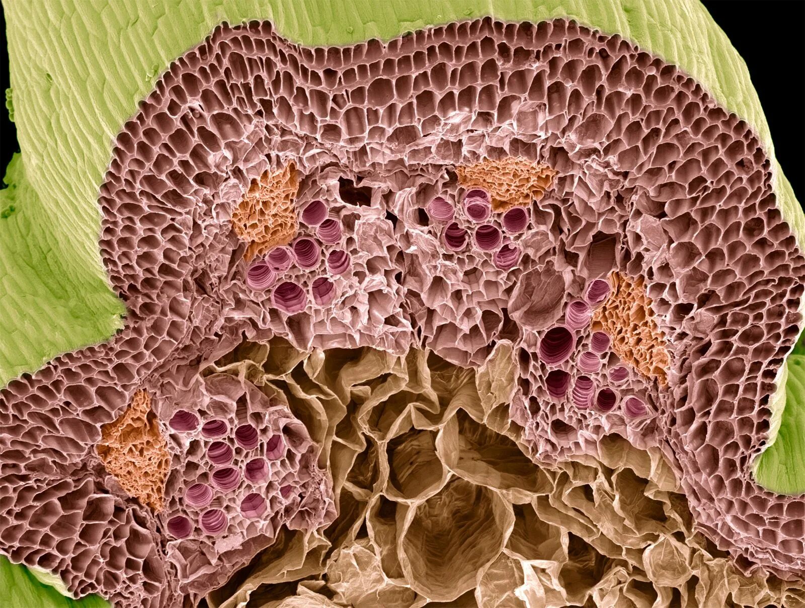 Pin on micro, macro, close-up