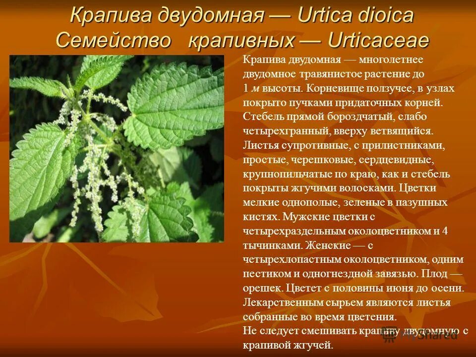 Лекарственным сырьем является. Расторопша лекарственное сырье. Лекарственным сырьем является. Источники пектиновых веществ. Лекарственным сырьем является.