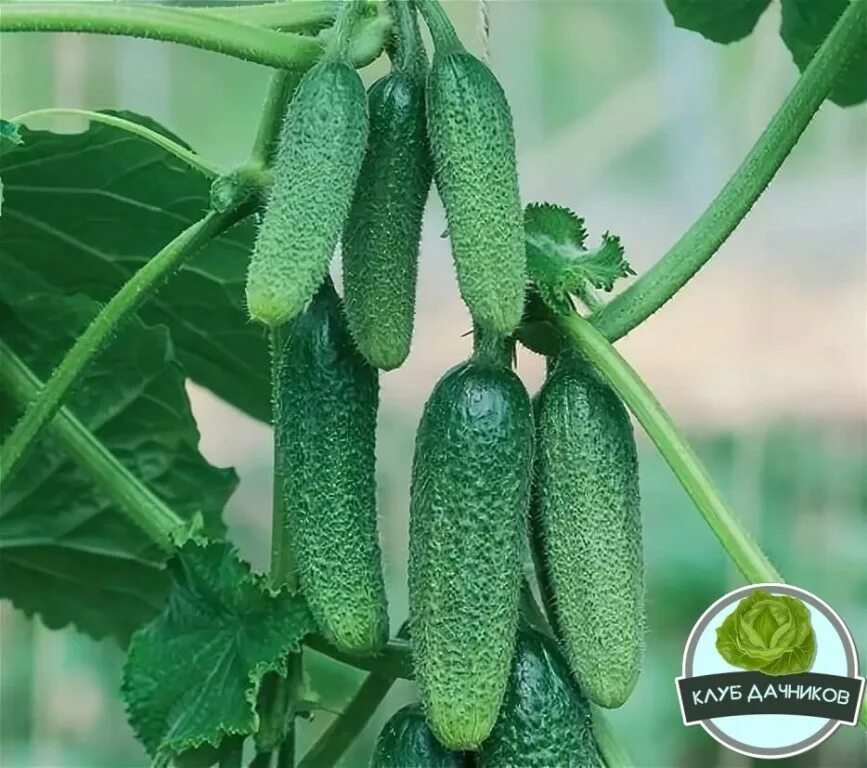 Огурец антошка f1. Семена огурец марьина роща f1. Сорт огурца таганай. Видео сортов огурцы. Огурец астерикс f1.