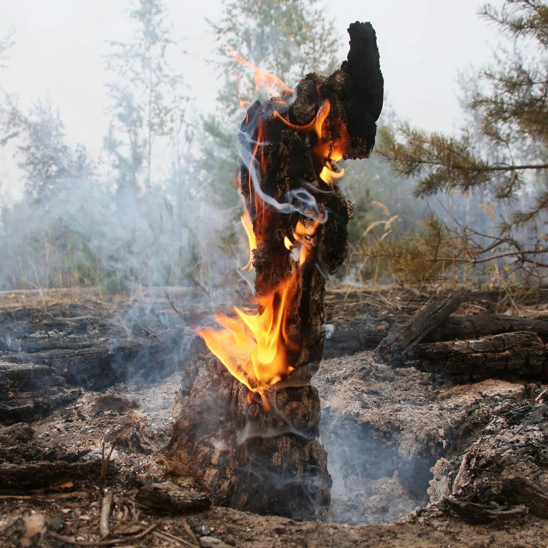Near the fire. Лесные пожары в Рязанской области 2022. Пожар в лесу. Лес в огне. Пожар в лесу фото.
