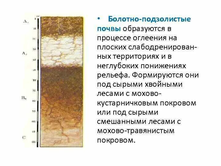 Строение почвенного профиля серых лесных почв. Строение профиля серых лесных почв. Почвенный профиль темно серых лесных почв. Почвенный разрез Лесной почвы. Состав серых лесных почв