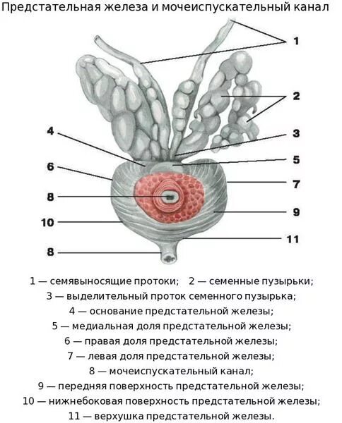 Семенные пузырьки простаты. Перешеек предстательной железы анатомия. Анатомическое строение предстательной железы. Строение предстательной железы у мужчин анатомия. Семенные пузырьки и предстательная железа.
