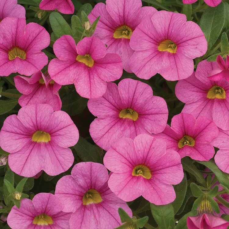 петуния петхоа пинк. калибрахоа. калибрахоа eyeconic purple. калибрахоа мелкоцветковая. калибрахоа и петхоа.