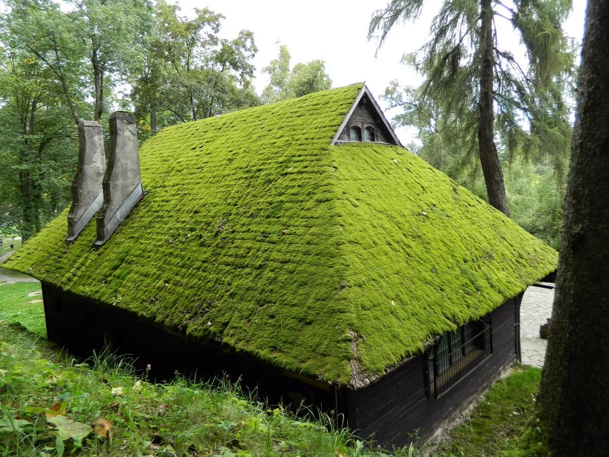 Зеленая кровля Скандинавия. Экстенсивная зеленая кровля. Зелена крыша Весьегонск. Дранка зеленая крыша.