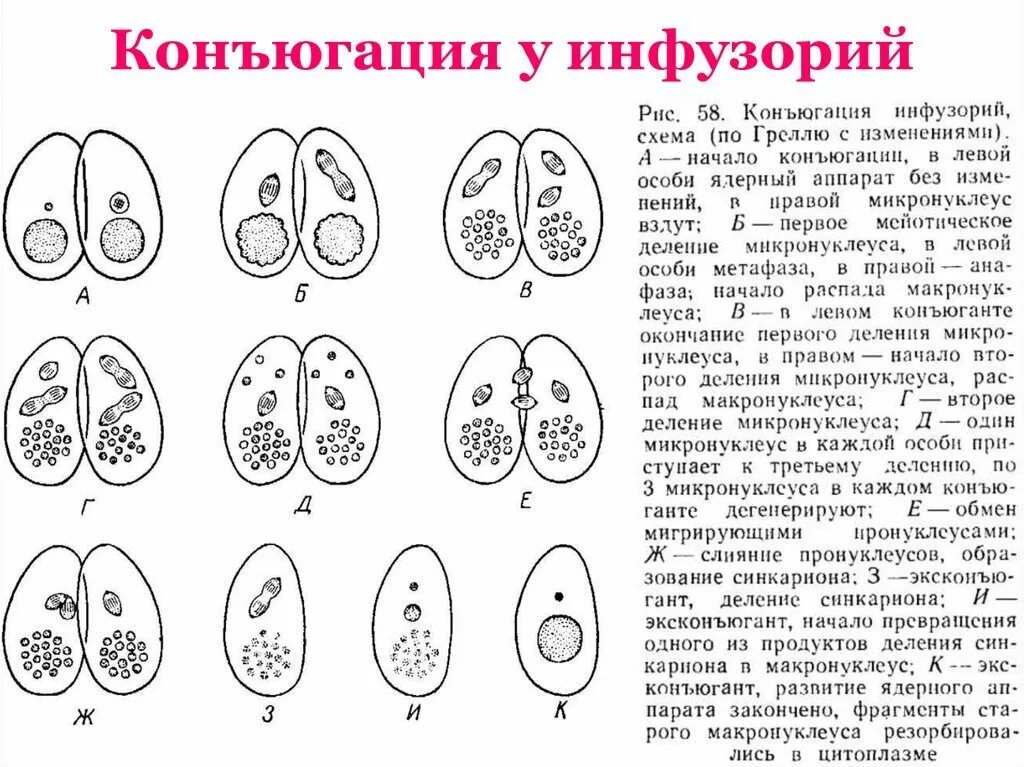 Схем аконьюгации инфузорий. Половое размножение инфузории. Иллюстрация этапов конъюгации инфузорий. Конъюгация инфузории туфельки.