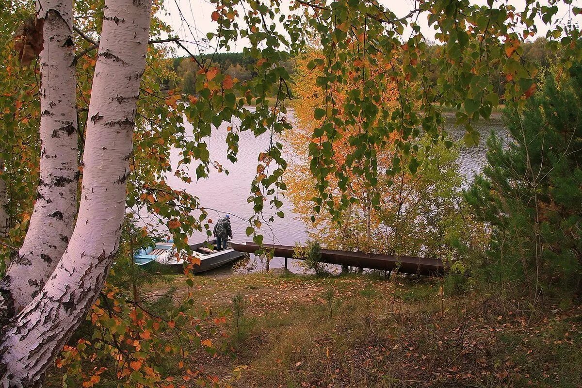 Подожди не спеши у берез посиди. Уходящее лето. осень в россии. береза во дворе. август природа.