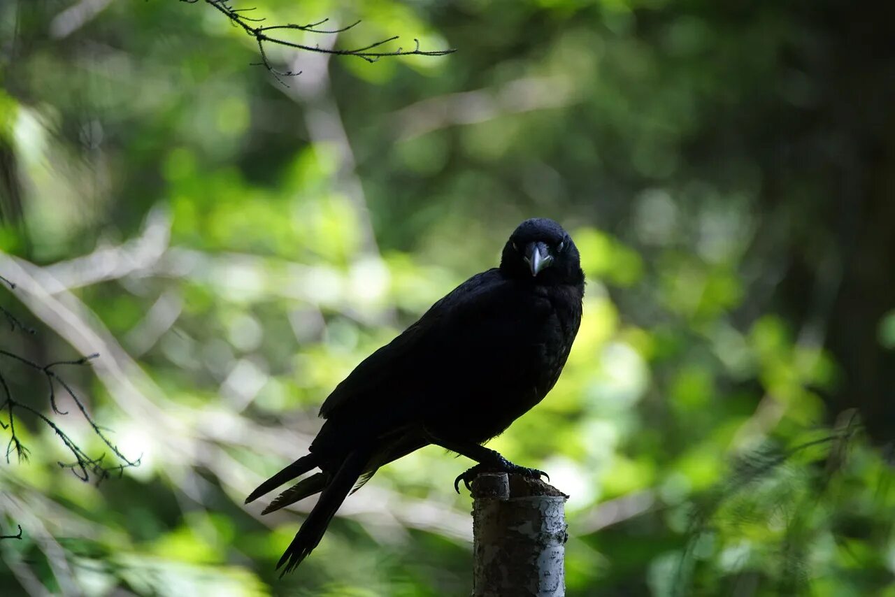 Черный ворон. Лесная ворона. Белоклювый ворон. Лесной ворон птица. Ворона лес.