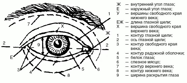 Eye corner. Веко строение века. Внешний и внутренний угол глаза. Контур глазной щели криминалистика. Строение глаза человека нижнее веко.