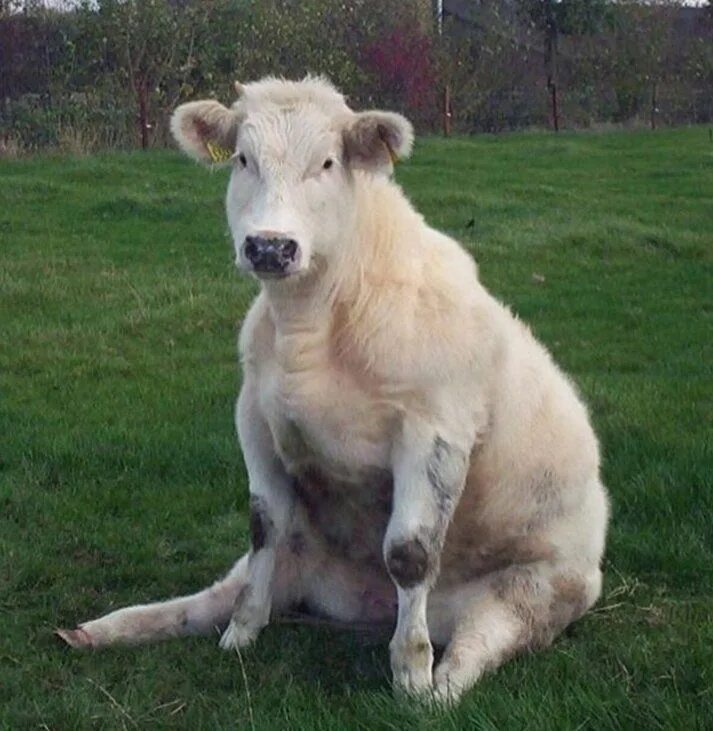 Лежачая корова. Грустная корова. Коровы устали. Кудрявая корова. Пастереллез ветеринарные.