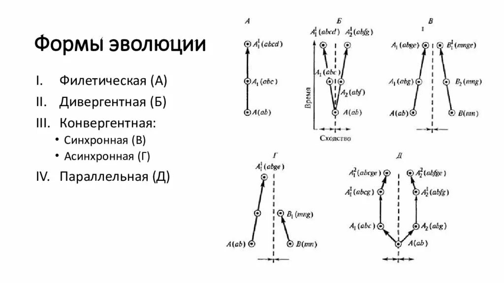 Формы эволюции групп Филетическая дивергентная. Формы эволюции конвергенция дивергенция. Схема форм эволюции. Эволюционная форма – это. Дивергентная форма