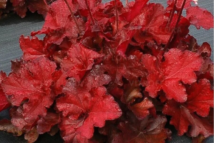 Гейхера autumn leaves. Гейхера аутумн ливс. Гейхера отэм ливс. Гейхера отом ливз. Гейхера отэм ливс.
