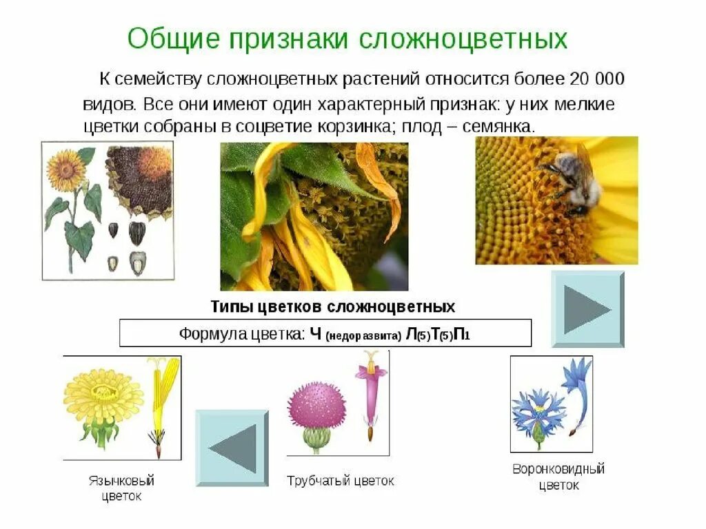 Назовите общие признаки сложноцветных