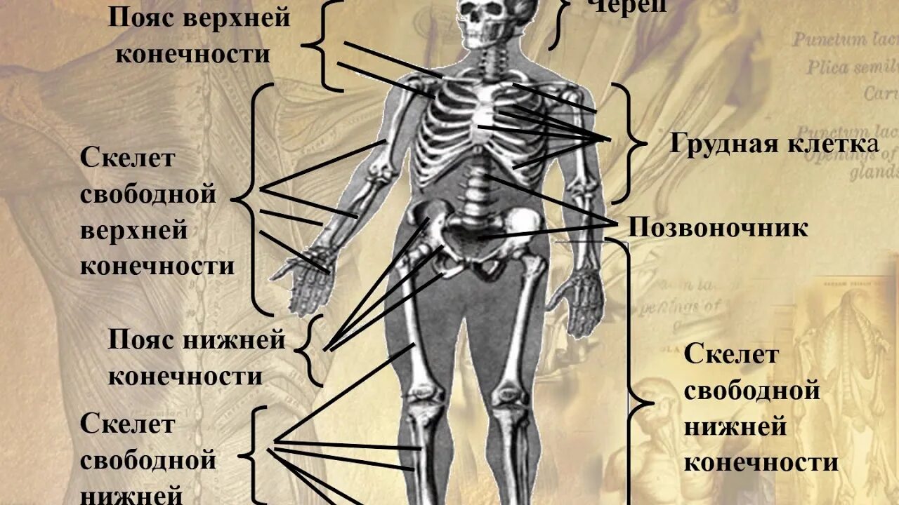 Опорно двигательная система отделы скелета. Опорно двигательная система основные части скелета. Система костей человека скелет. Опорно-двигательная система (скелет,конечности,череп).