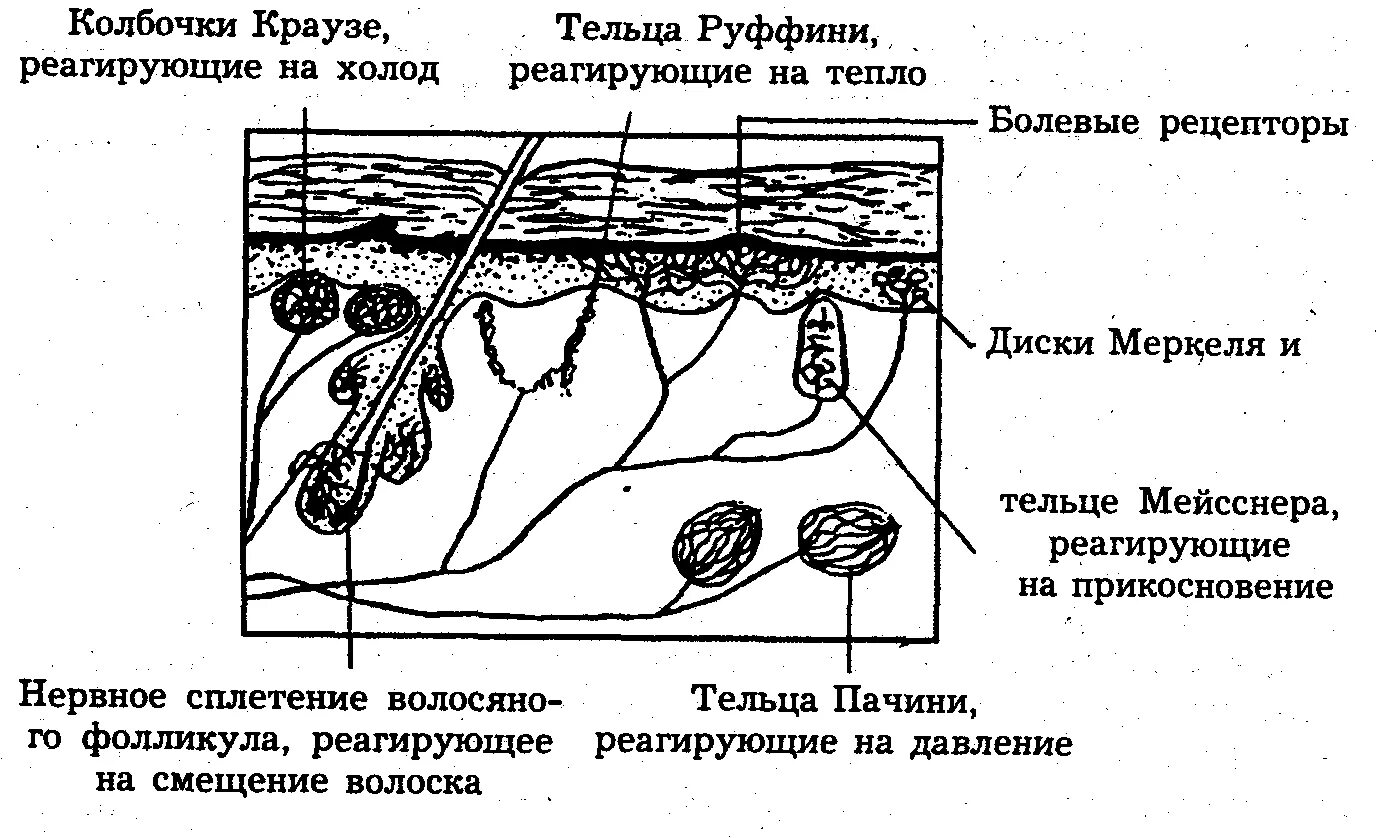 Схематическое строение рецепторов кожи. Схема кожного анализатора. Строение кожи кожные рецепторы. Схема осязательного анализатора. Функция холодовых рецепторов кожи