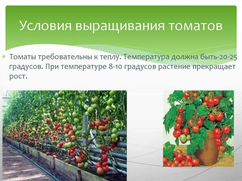 Условия выращивания томатов. Условия для выращивания овощей. Помидор для презентации. Условия произрастания томата. Способы выращивания помидоров
