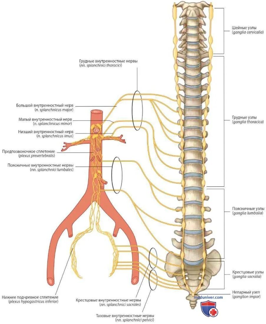 Грудной отдел симпатического ствола схема. Схема поясничного отдела симпатического ствола. Грудные узлы симпатического ствола. Топография симпатического ствола схема. Нервная система латынь