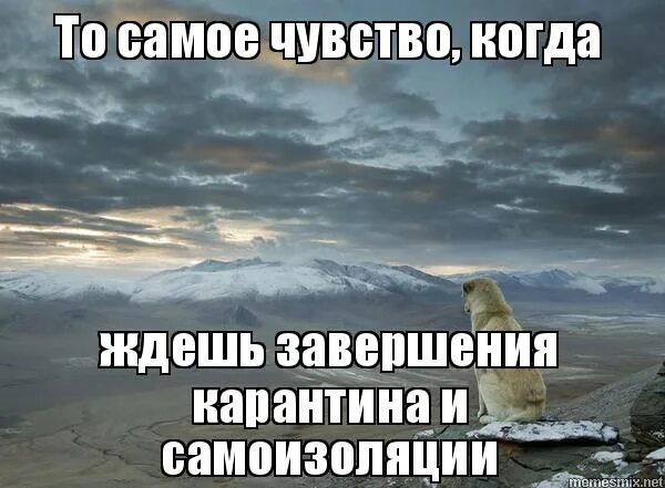 один слушатель мем. поздравления с окончанием карантина. отчет мем. жду конца света. шутки про конец рабочего дня.