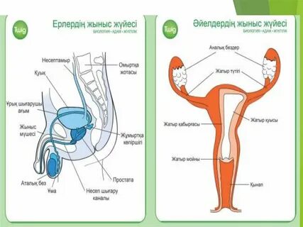 Панданың айыр жыныс мүшесі