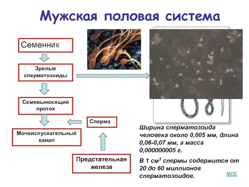 Формы мужского полового. Мужская половая система сперматозоид. Размножение половая система человека. Семявыносящий проток функции стадии развития сперматозоидов. Запас питательных веществ сперматозоида.