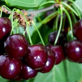 Чудо вишня дюк сорта опылители