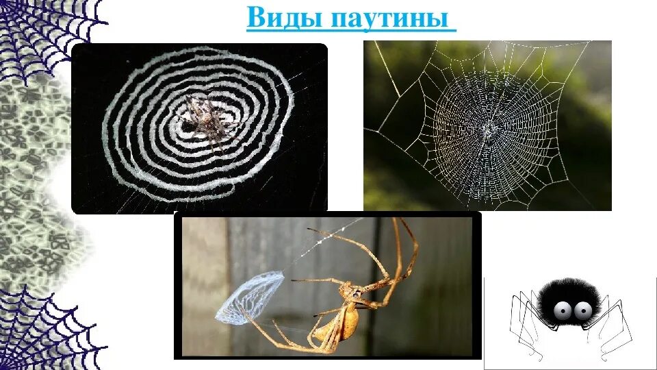 Типы паутины. Строение паутины. типы паутины у пауков. строение паутины паука. свойства паутины.