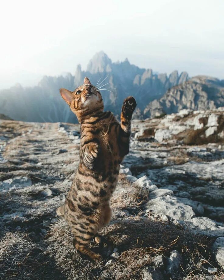 Кот в горах. Большие кошки в горах. Звери в горах. Большие кошки в горах. Пума (животное).
