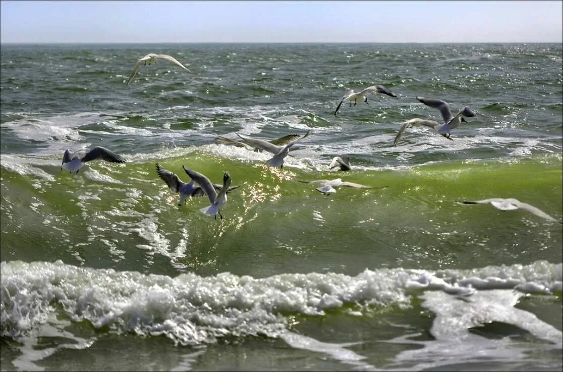 Прибой чайка. Дельфиновые Чайки. Прибой волны Чайки. Море вернулось говором чаек. Птицы над море дельфина.