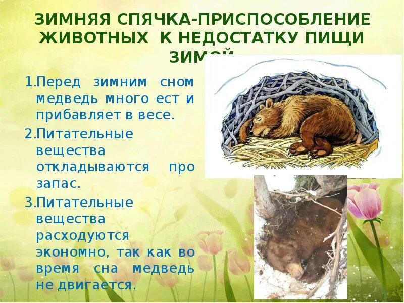 Чем зимняя спячка отличается от зимнего сна. Звери которые ложатся в спячку. Животное которое впадает в спячку зимой. Животные в спячке. Медведь в спячке для детей.