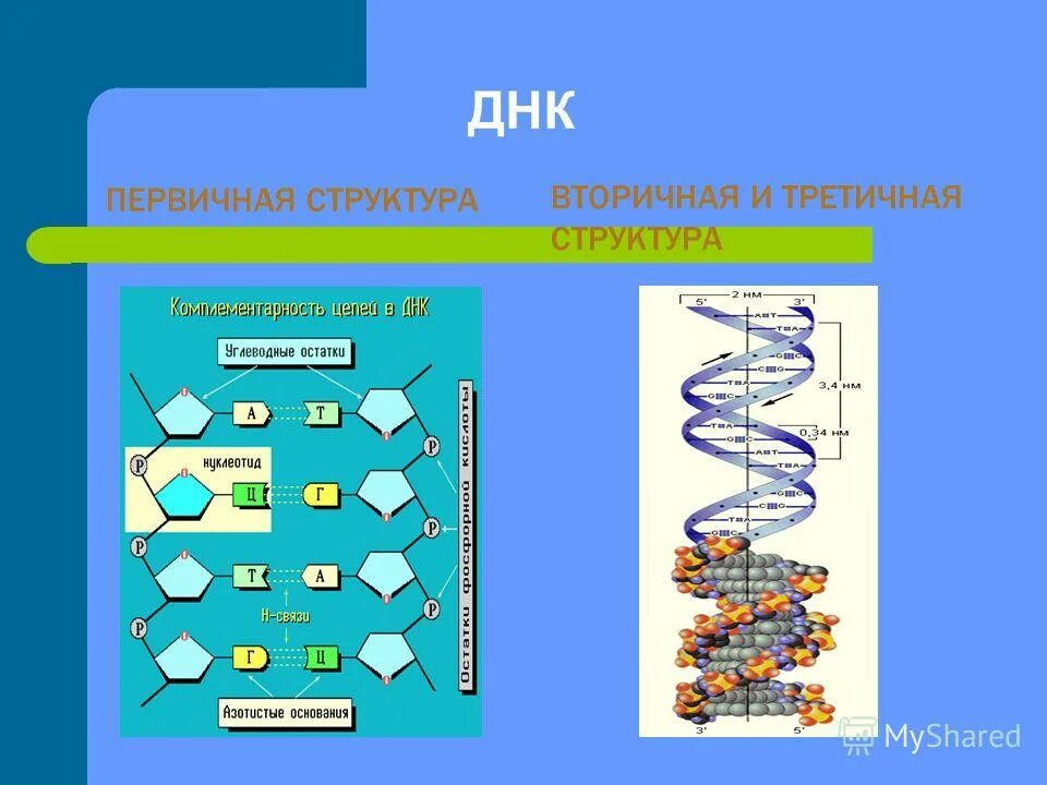 Ученые создавшие модель молекулярного строения днк. Первичная вторичная и третичная структура днк. первичная вторичная и третичная структура нуклеиновых кислот. строение первичной структуры днк. строение днк первичная вторичная третичная структуры.