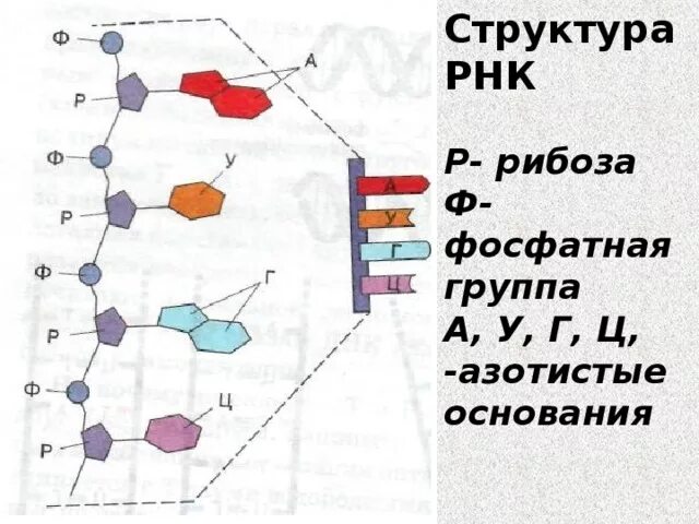 Схема структуры РНК. Структура молекулы РНК. Строение молекулы РНК. Схематическое строение РНК.