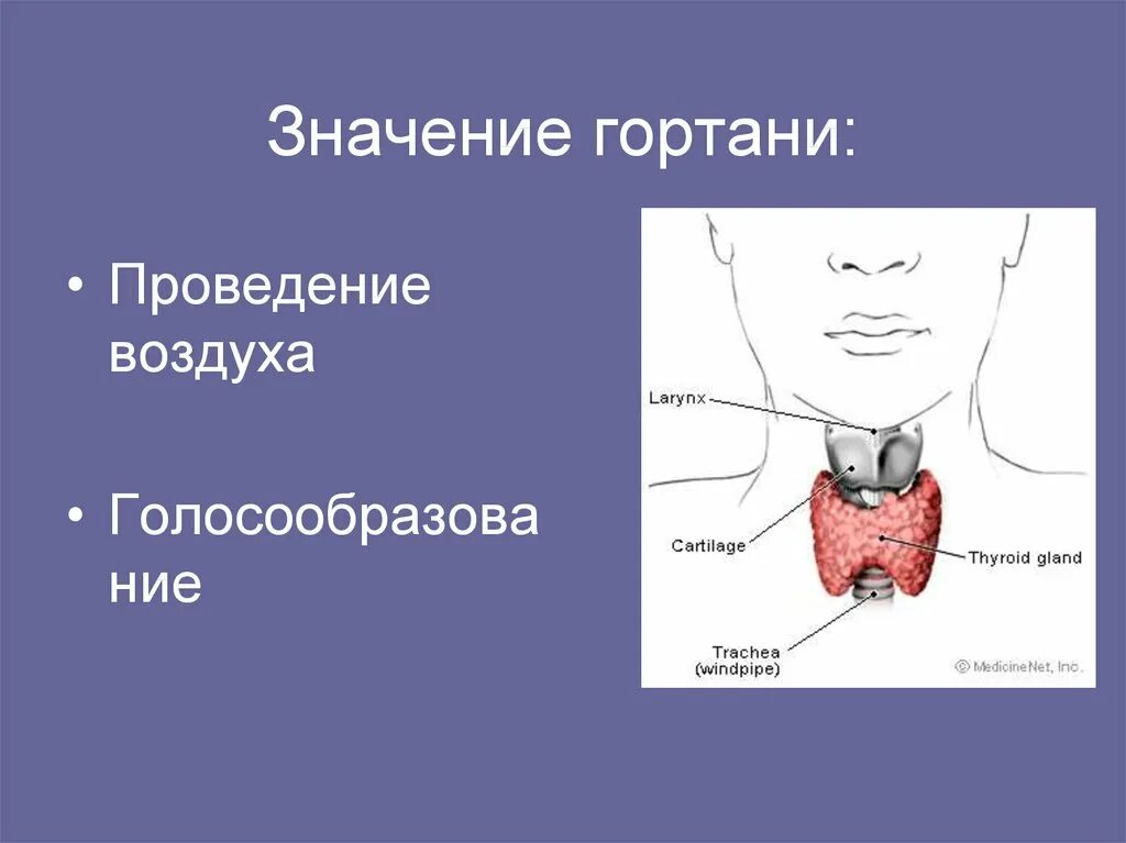 Функции гортани в дыхательной. Значение гортани. Гортань голосообразование. Функциональное значение гортани. Проведение воздуха и голосообразования.